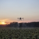 dron na polem słoneczników