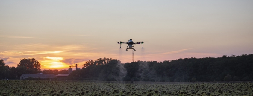 dron na polem słoneczników